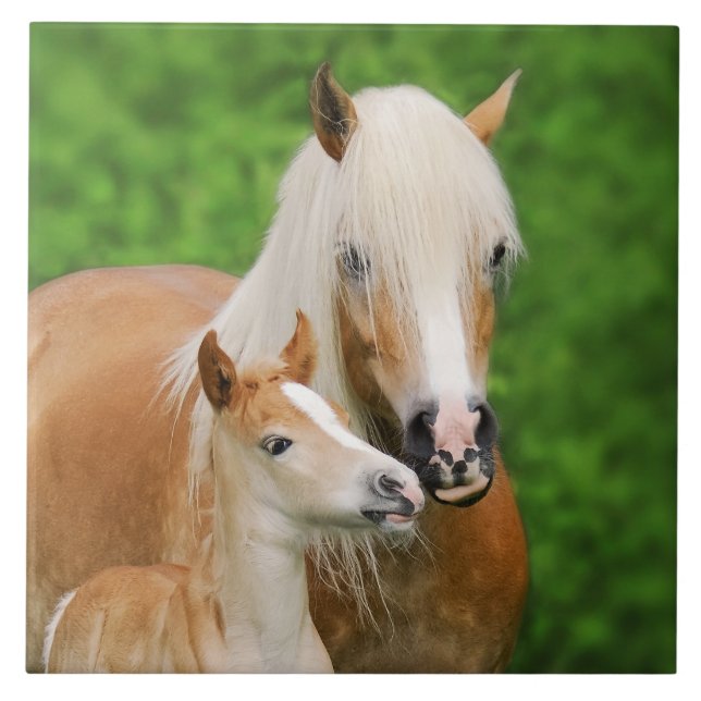 Haflinger Horses Cute Baby Foal Kiss Morsa Photo _ Kakelplatta (Framsidan)