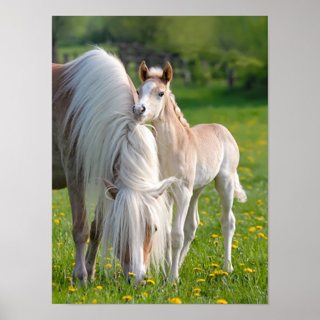 Haflinger Horses Cute Baby Foal med Morsa Photo on Poster (Framsidan)