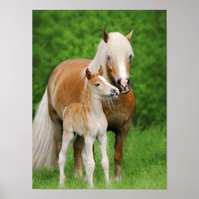 Haflinger Horses Cute Foal Kiss Morsa Animal Photo Poster (Framsidan)