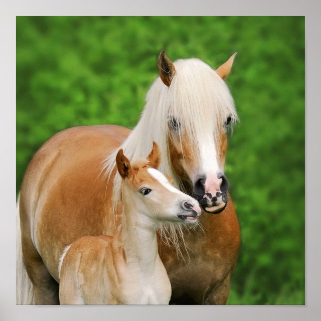 Haflinger Horses Cute Foal Kiss Mum Photo  Square Poster (Framsidan)