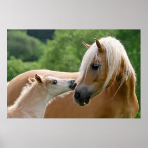 Haflinger Horses Foal och Mare cuddling, Photo Poster