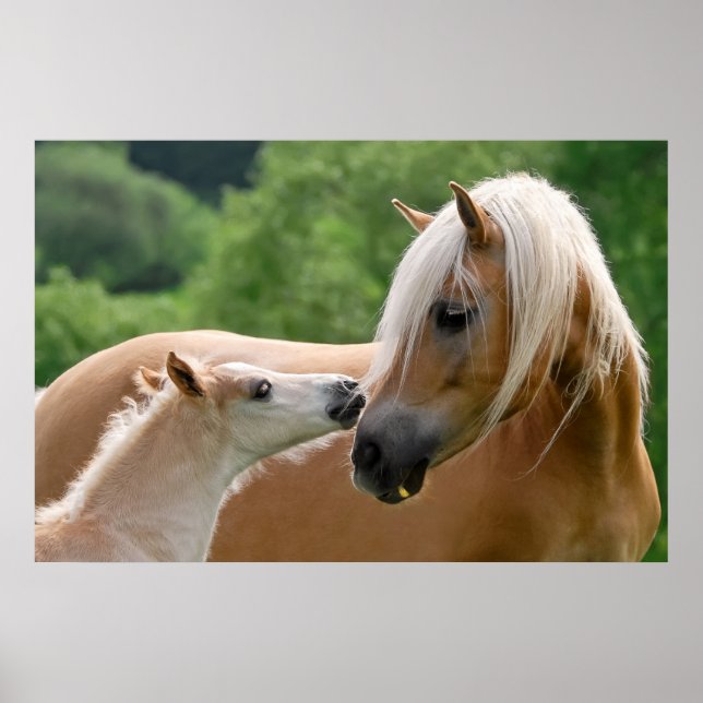 Haflinger Horses Foal och Mare cuddling, Photo Poster (Framsidan)