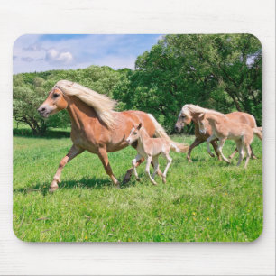 Haflinger Horses med Cute Foals Springa Funny Phot Musmatta