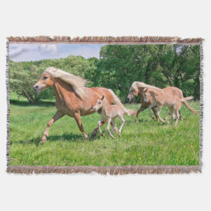 Haflinger Horses med Cute Foals Springa Funny Phot Mysfilt