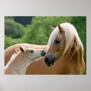 Haflinger mare- och fölkel poster
