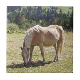 Haflinger Palomino Pony in Summer Pasture Photo Kakelplatta