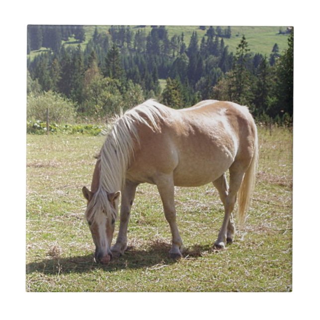 Haflinger Palomino Pony in Summer Pasture Photo Kakelplatta (Framsidan)