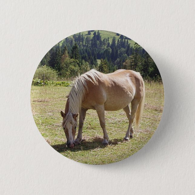 Haflinger Palomino Pony in Summer Pasture Photo Knapp (Framsida)