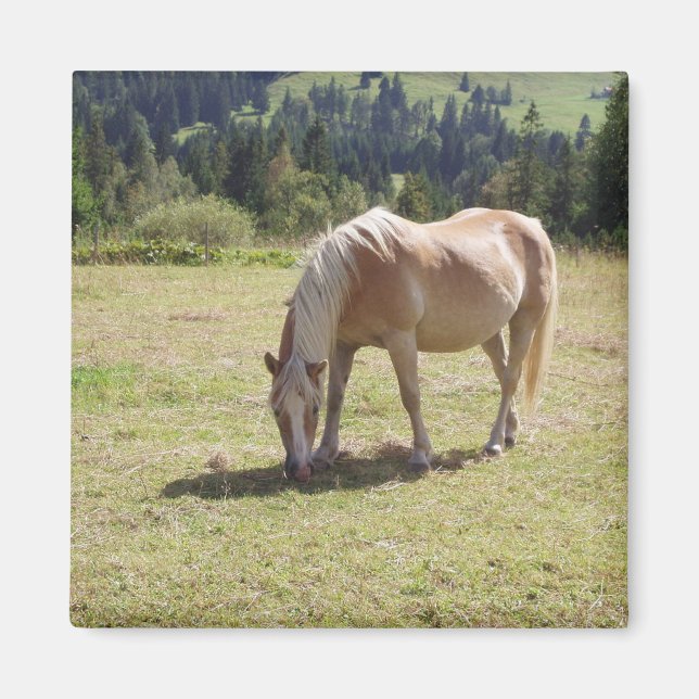 Haflinger Palomino Pony in Summer Pasture Photo Magnet (Framsidan)