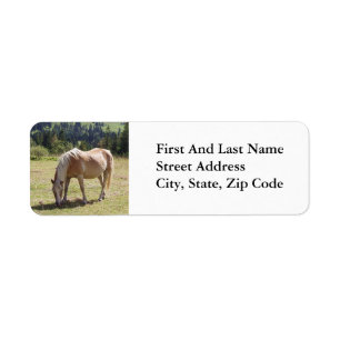 Haflinger Palomino Pony in Summer Pasture Photo Returadress Etikett