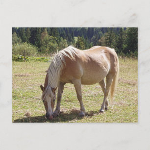 Haflinger Palomino Pony in Summer Pasture Photo Vykort