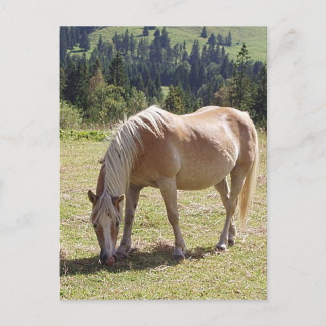 Haflinger Palomino Pony in Summer Pasture Photo Vykort (Framsida)