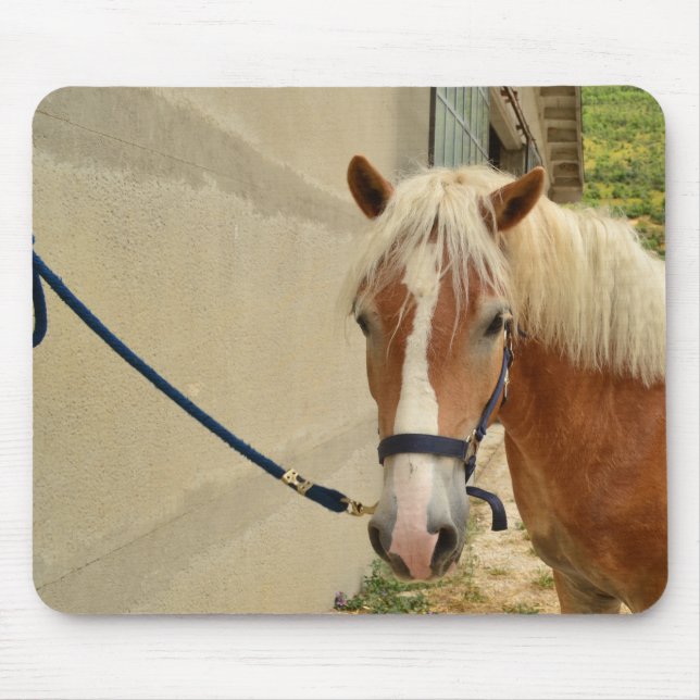 Haflinger-Pferd Musmatta (Framsidan)