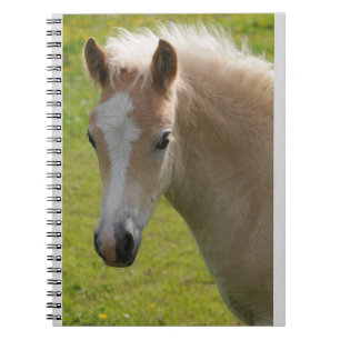Haflinger ponny (den sällsynta aveln) anteckningsbok