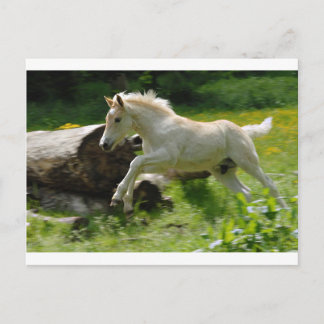 Haflinger Pony Vykort