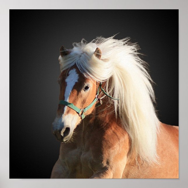 Haflinger Poster (Framsidan)