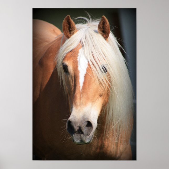Haflinger Poster (Framsidan)