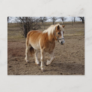 Haflinger Vykort