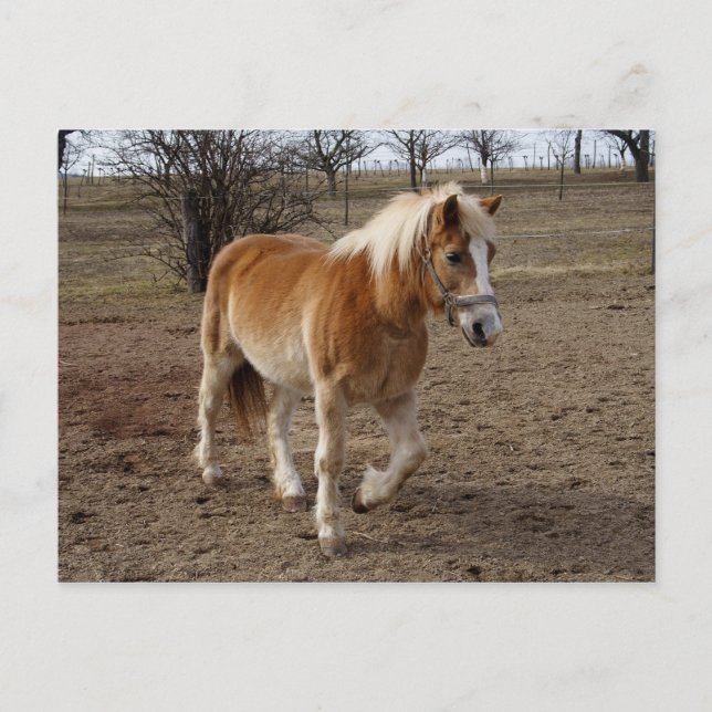 Haflinger Vykort (Framsida)