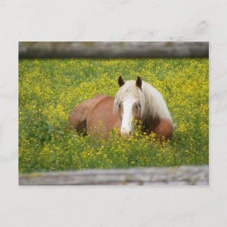 Haflinger vykort