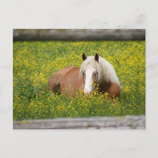 Haflinger vykort (Framsida)