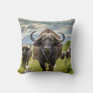 Häftig Buffalo Kudde! Kudde