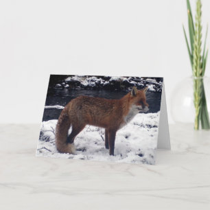 Häftig Röd Räv I Snö Vilda Djur Vinter Natur Kort