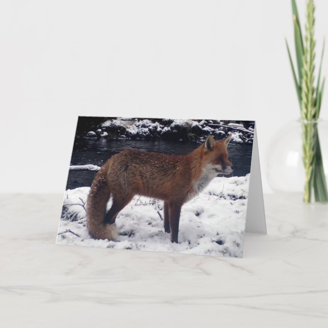 Häftig Röd Räv I Snö Vilda Djur Vinter Natur Kort (Framsida)