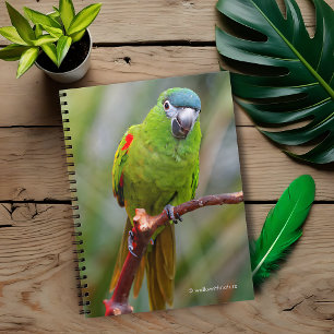 Hahns Mini Macaw / Red-Shouled Macaw Anteckningsbok