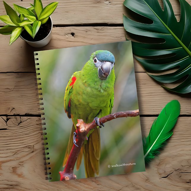 Hahns Mini Macaw / Red-Shouled Macaw Anteckningsbok (Hahn's Red-Shouldered Mini Macaw Journal Cover Photo)