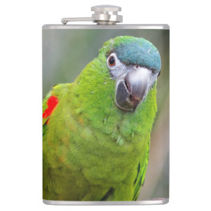 Hahns Mini Macaw / Red-Shouled Macaw Fickplunta