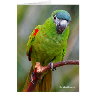 Hahns Mini Macaw / Red-Shouled Macaw Hälsningskort