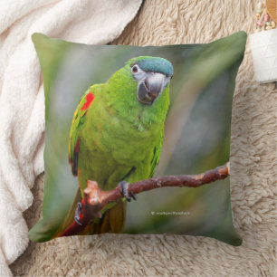 Hahns Mini Macaw / Red-Shouled Macaw Kudde