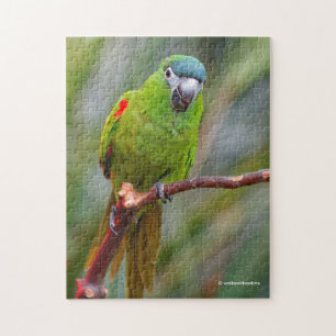 Hahns Mini Macaw / Red-Shouled Macaw Pussel