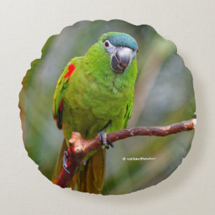 Hahns Mini Macaw / Red-Shouled Macaw Rund Kudde