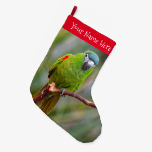 Hahns Mini Macaw / Red-Shouled Macaw Stor Julstrumpa