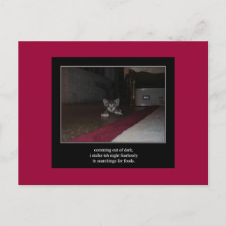 haiku cat 1 vykort
