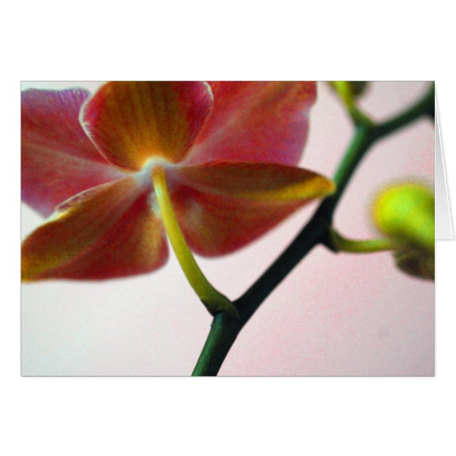 Haiku Orchid Hälsningskort (Framsidan Horizontal)