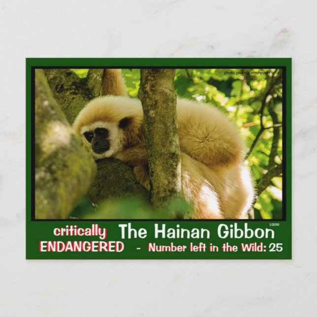 Hainan Gibbon är i fara: < 25 lämnat Vykort (Framsida)