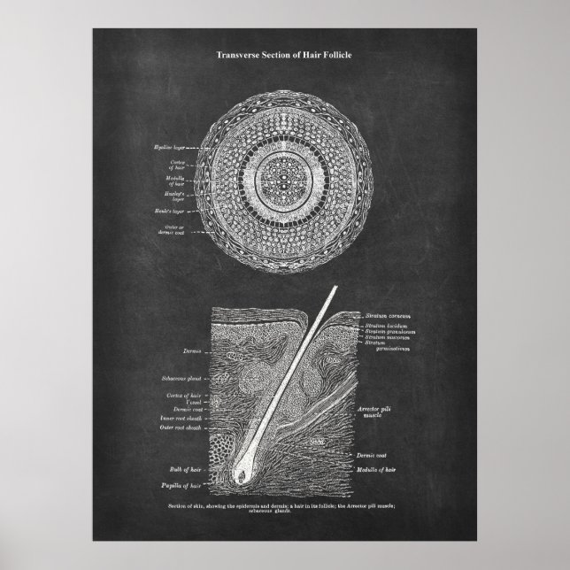 Hair Follicle Anatomy Art Poster (Framsidan)
