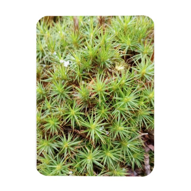 Haircap Moss-magnet Magnet (Vertikal)
