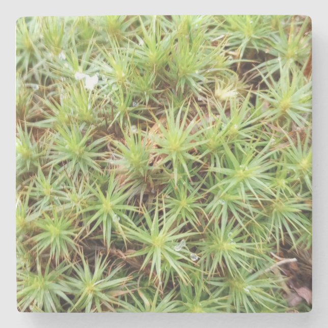 Haircap Moss Stone Coaster Stenunderlägg (Framsidan)