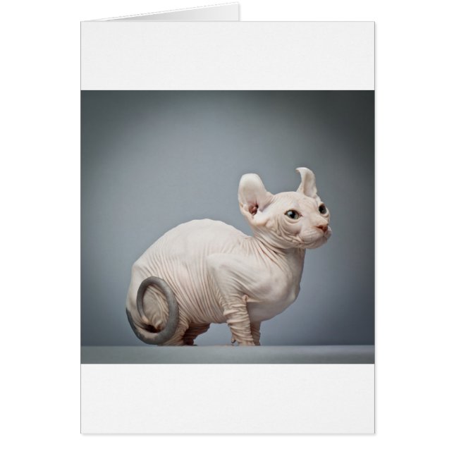 HAIRLESS CAT HÄLSNINGSKORT (Framsidan)