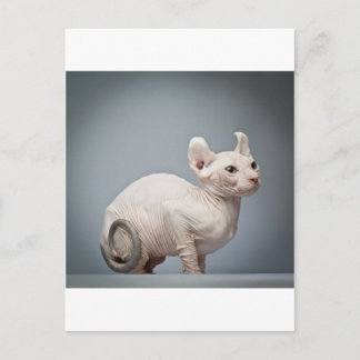 HAIRLESS CAT VYKORT