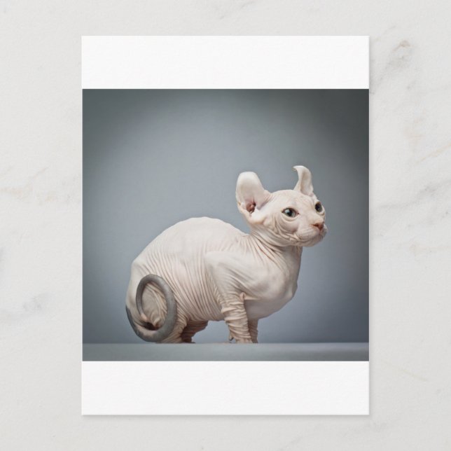 HAIRLESS CAT VYKORT (Framsida)