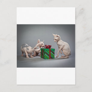 HAIRLESS CAT'S CHRISTMAS HELG VYKORT