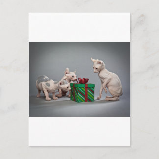 HAIRLESS CAT'S CHRISTMAS HELG VYKORT