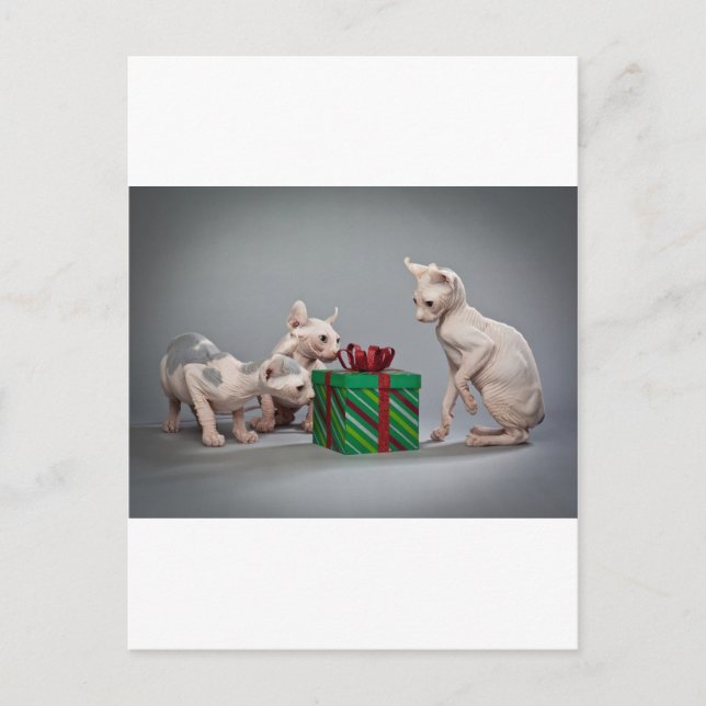 HAIRLESS CAT'S CHRISTMAS HELG VYKORT (Framsida)