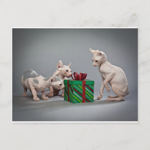 HAIRLESS CAT'S CHRISTMAS HELG VYKORT