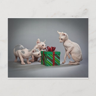 HAIRLESS CAT'S CHRISTMAS HELG VYKORT